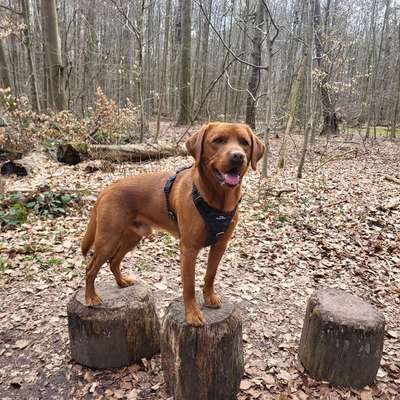 Hundetreffen-Gemeinsame Spaziergänge-Bild