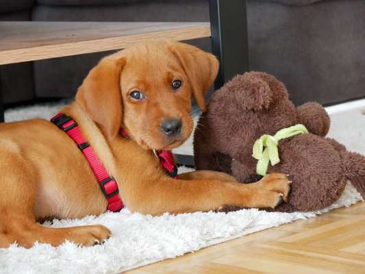 Wie war eure Welpenzeit?-Beitrag-Bild