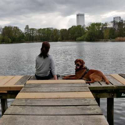 Hundetreffen-Social Walk / Spaziergänge-Bild