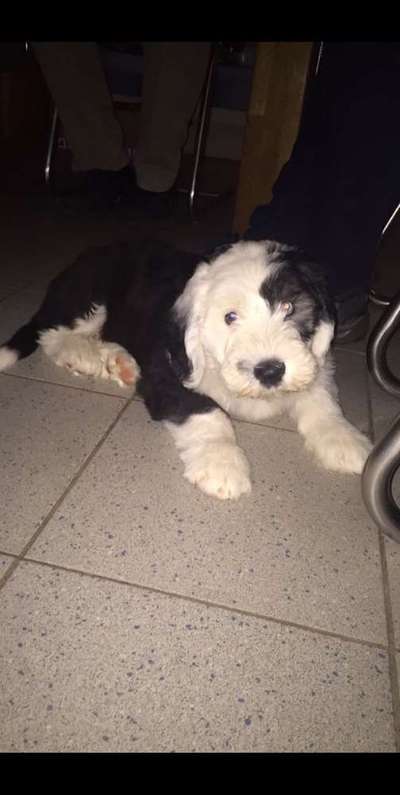 Welpen Bilder !-Beitrag-Bild