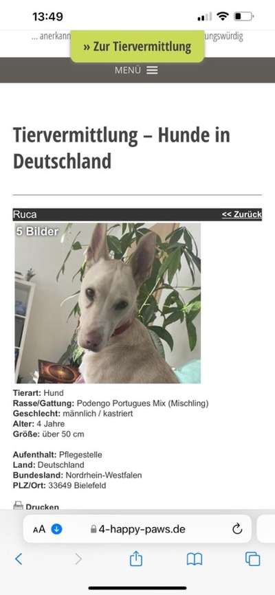 Tierschutzhunde suchen ein Zuhause-Beitrag-Bild