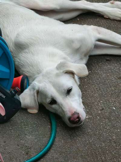 Hundetreffen-Treffen für Junghunde und Erwachsene-Bild