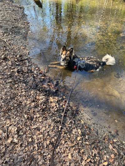 Hundeauslaufgebiet-Waldgelände am Dickelsback-Bild