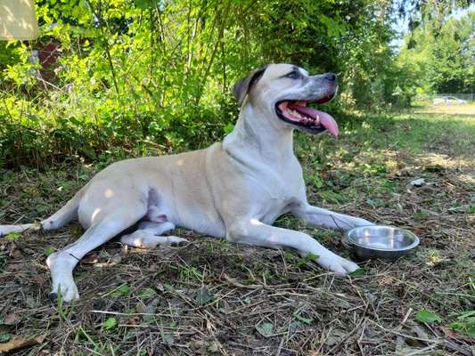 Die Dogorama Kalender Challenge Titelbild-Beitrag-Bild