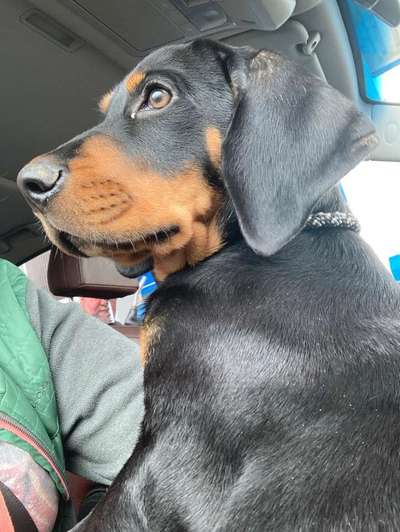 Welpen Bilder !-Beitrag-Bild