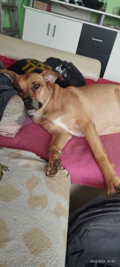 Mischlingshunde Foto Aufruf-Beitrag-Bild