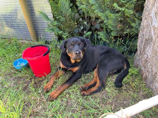 Rottweiler-Beitrag-Bild