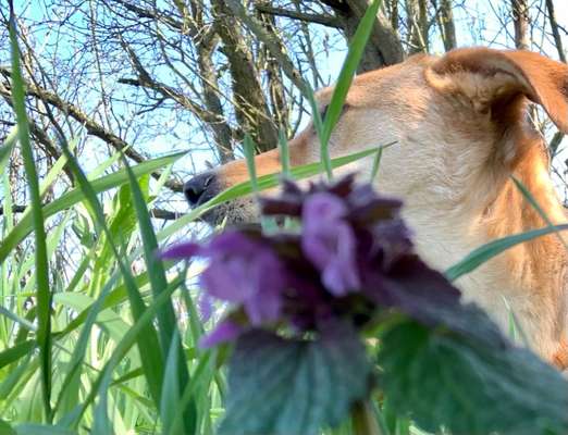Fotochallenge No. 26                                     Wald und Wiese-Beitrag-Bild