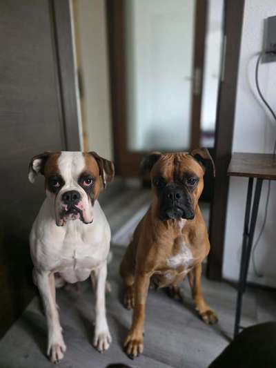 Hundetreffen-Soziale Kontakte-Bild