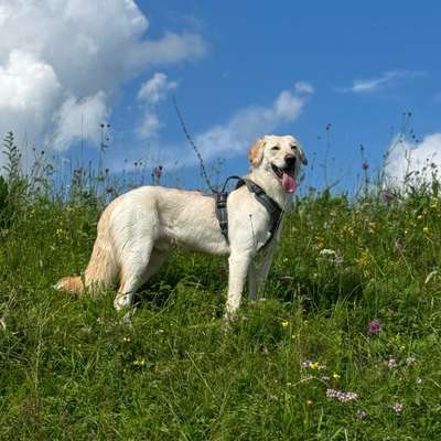 Hundetreffen-Gassi Runde-Bild