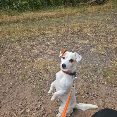 Hundetreffen-Treffen mit Gleichgesinnten-Bild