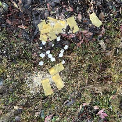 Giftköder-Möglicher Giftköder-Bild