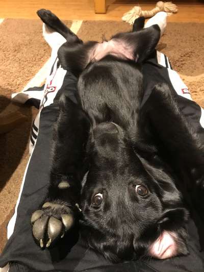 Die Dogorama Wochen Challenge-Beitrag-Bild