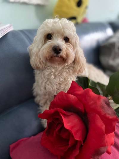 Dogorama Photo Challenge - Be my valentine-Beitrag-Bild