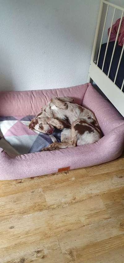 Die Dogorama Wochen Challenge-Beitrag-Bild