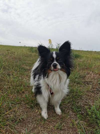 Wo sind die Papillon Besitzer?-Beitrag-Bild