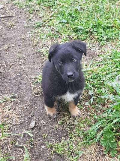 Hunde aus Griechenland-Beitrag-Bild