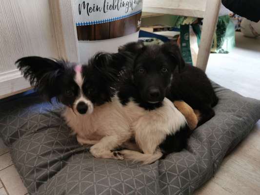 BIG LOVE :) mit 2 Hunden❣️-Beitrag-Bild