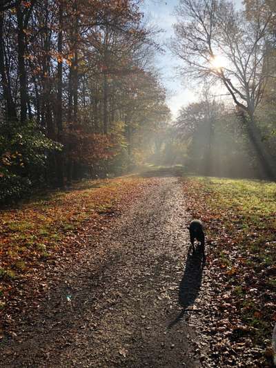 Foto -Challenge  Thema : Dein Hund Im Wald-Beitrag-Bild