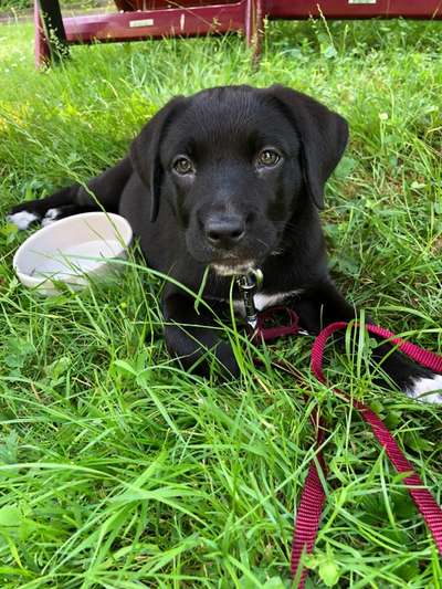 Welpen Bilder !-Beitrag-Bild