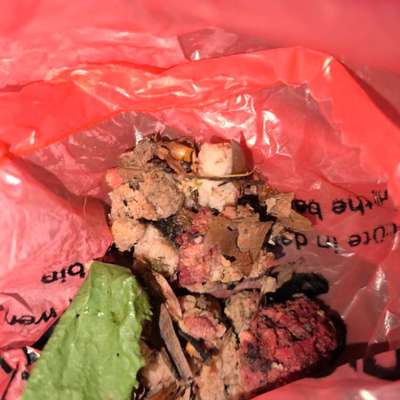 Giftköder-Möglicher Giftköder?!-Bild