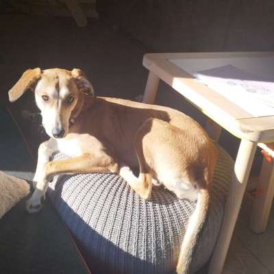 Dogorama Photo Challenge - Rund-Beitrag-Bild