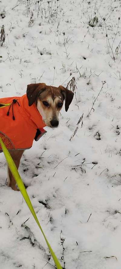 Dogorama Photo Challenge - Winterstimmung-Beitrag-Bild