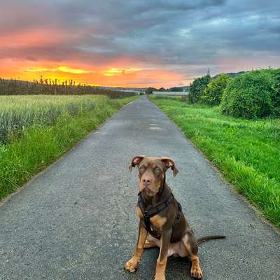 Hundetreffen-Sozi-Bild
