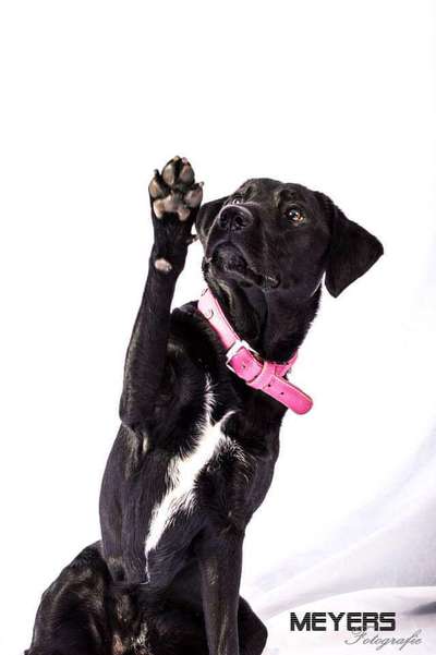 Die Dogorama Kalender Challenge Titelbild-Beitrag-Bild