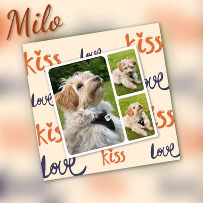 Wie kamst du zu deinem Hund?-Beitrag-Bild