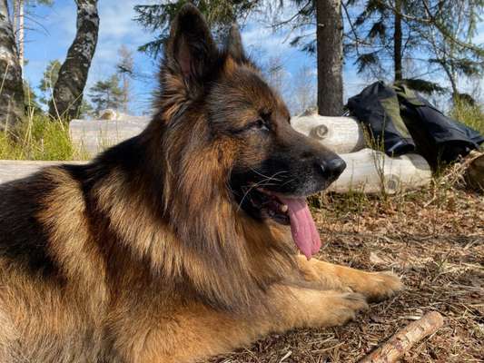 Die Dogorama Kalender Challenge Titelbild-Beitrag-Bild