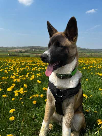 Hundetreffen-Social Work/wandern und einfach Spazieren-Bild