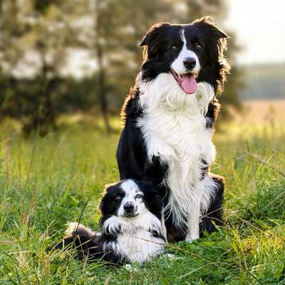 Hundetreffen-Gassitreffen und Begenungstraining 🖤-Bild