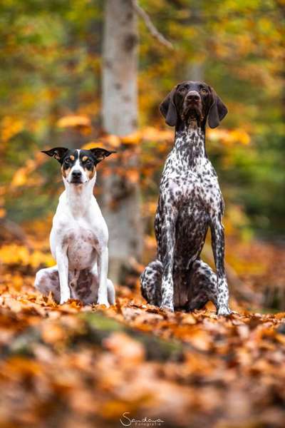 Hundetreffen-Gemeinsame Gassi- und Trainingsrunden-Bild