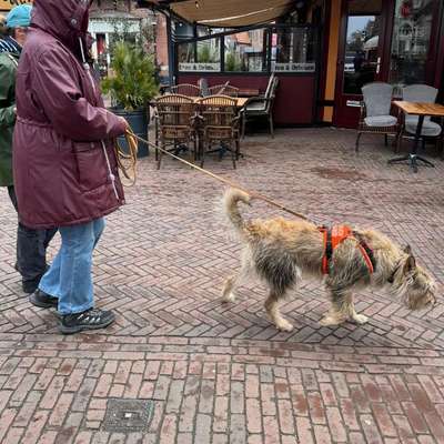Hundetreffen-Werde Testkunde für meine Mantrailing-Trainer-Ausbildung!-Bild