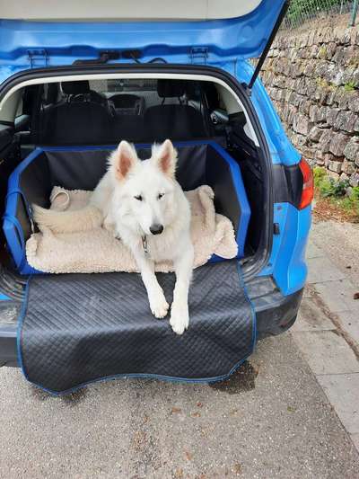 Hundetransport im Auto-Beitrag-Bild