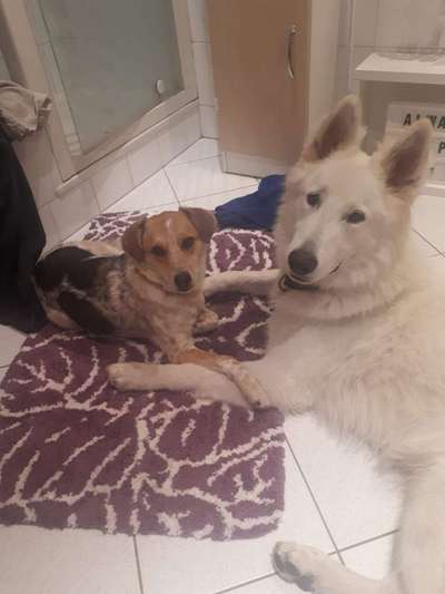 Bester Freund, Hundekumpel - zeigt her!-Beitrag-Bild