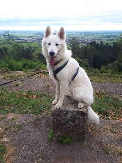 Weißer Schweizer Schäferhund-Beitrag-Bild