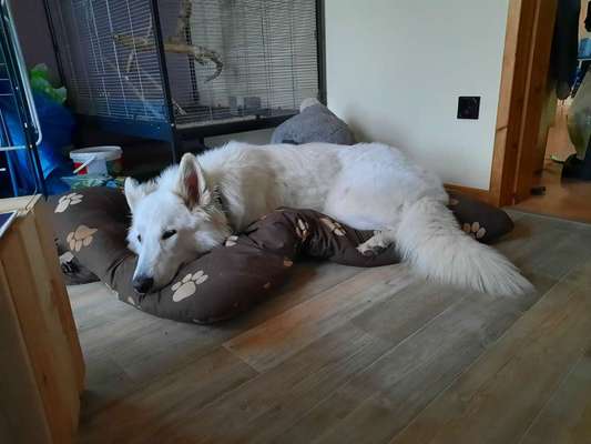 Alles rund um den Schäferhund, diskutieren erwünscht.-Beitrag-Bild