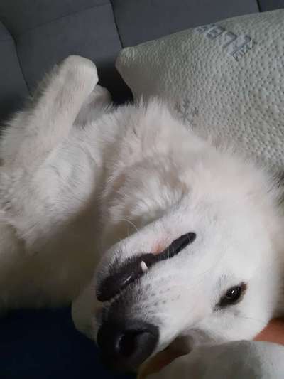 Die Dogorama Wochen Challenge-Beitrag-Bild