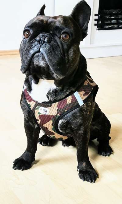 Hundetreffen-Buddy sucht einen neuen Kameraden-Bild