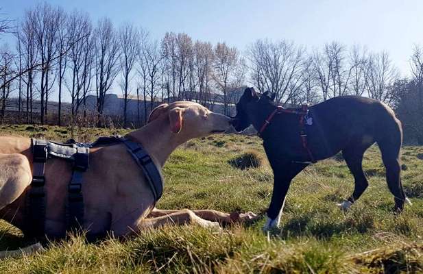 Windhunde - Treffen der besonderen Schönheiten
HERZLICH WILLKOMMEN-Beitrag-Bild