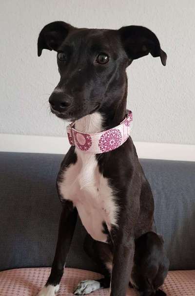 Windhunde - Treffen der besonderen Schönheiten
HERZLICH WILLKOMMEN-Beitrag-Bild