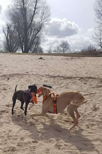 Windhunde - Treffen der besonderen Schönheiten
HERZLICH WILLKOMMEN-Beitrag-Bild