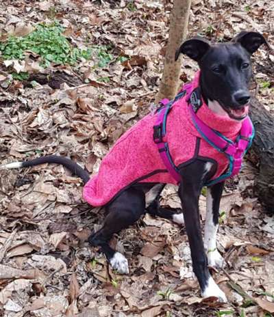 Windhunde - Treffen der besonderen Schönheiten
HERZLICH WILLKOMMEN-Beitrag-Bild