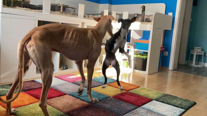 Whippet-Beitrag-Bild