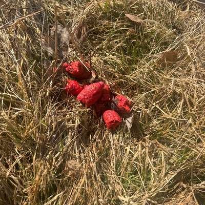 Giftköder-Vermutlicher Giftköder-Bild