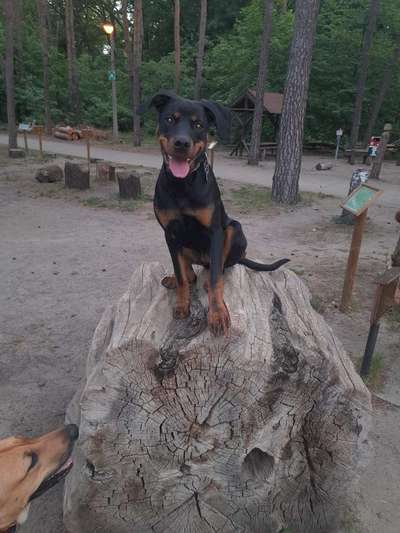 Hundetreffen-Social Walk mit Buddy ♥️-Bild