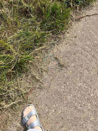 Giftköder-Blaukorn an den Reben verteilt-Bild