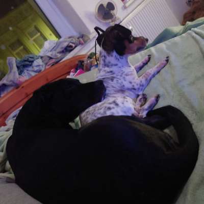 Hundetreffen-Wir suchen Leute zum gassi gehen und spielen-Bild